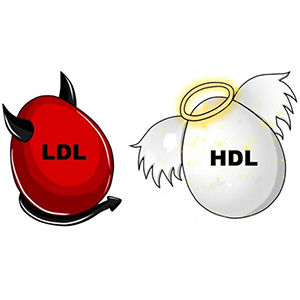 hdl-ldl-kolesterol