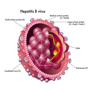 Obat Herbal Hepatitis B